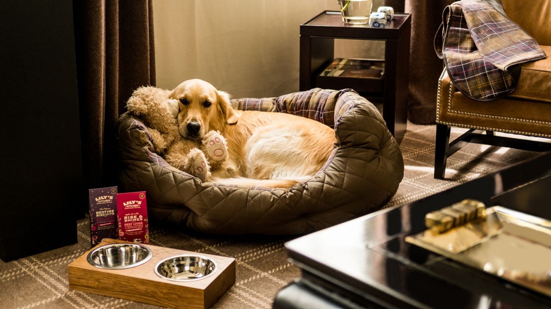 Pet-friendly Hotels Near Me